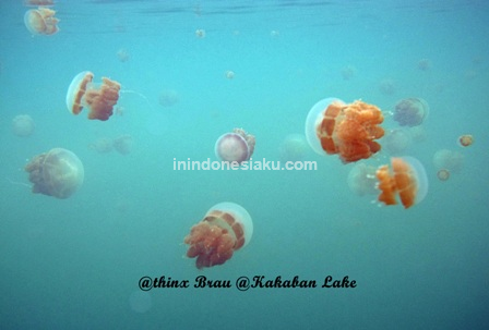 jellyfish kakaban island 3